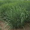 Elite bioenergy switchgrass growing in eastern Nebraska.