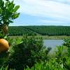 Citrus groves, leaves, oranges, trees.