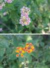 Lantana flowers of purple and white and red and yellow, which are common.