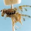 Adult female mango fruit fly, Ceratitis cosyra (Walker).