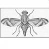 Drawing of an adult female West Indian fruit fly.