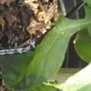 Scale-like deposits in a drop irrigation system for organic bell pepper production.