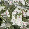 ‘Strawberry Star’ caladium plants grown in ground beds in full sun.