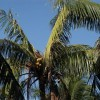 Bud rot of Cocos nucifera.