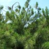 Example of copper deficiency in a young, loblolly pine.