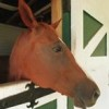 A horse's head sticking out from inside a barn.