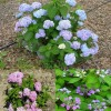 Bigleaf hydrangea flowers.