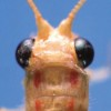 Dorsal view of head and pronotum, Plesiochrysa brasiliensis.