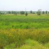 Herbaceous wetland restoration project at a phosphate mine.