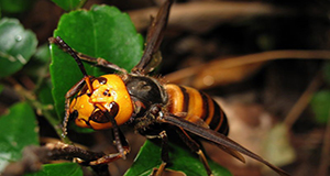 A close-up of a female Vespa mandarinia Smith resting on a leaf, tiny beads of water visible on her striking yellow head.