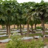 Fruiting Papaya trees.