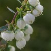 Southern highbush blueberry flower bud stage 6.