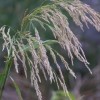 Sorghum-almum seedhead.