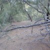 Photograph of the ground beneath a forest of Casuarina equisetifolia (ironwood) trees showing allelopathy.