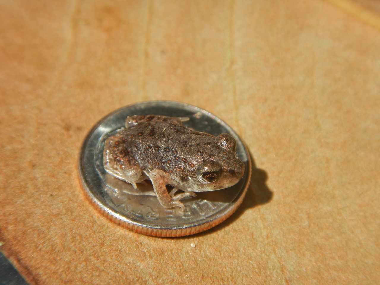 A close-up photo of one of the above-described raisin-sized froglets seated on a dime. It fits easily within the area of the dime, leaving a substantial margin uncovered: a very small frog.