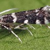 Adult citrus peelminer, Marmara gulosa Guillèn and Davis.