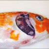 Koi with mottled gills and sunken eyes due to koi herpesvirus disease.