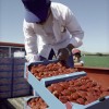 Man preparing food.