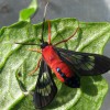 Dorsal view of the scarlet-bodied wasp moth.