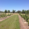 Weed control within tree rows.