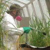 A man spraying pesticide on rice plants.