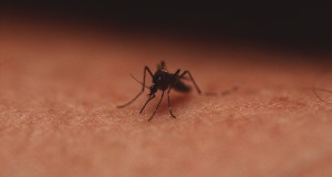 Close up of a mosquito. UF/IFAS File Photo