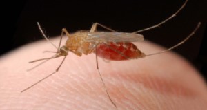 In Florida, this species of mosquito (Culex nigripalpus) plays a major role in the transmisssion of disease-causing viruses. (UF/IFAS/File Photo)