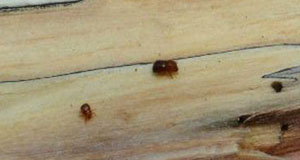 Photo of a male (left) and female (right) ambrosia beetles on a piece of decayed wood.