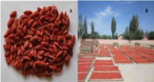 Ripe goji berry dried in the sun in China. Credits: Manhe Jiao, Yinchuan, Ningxia, China