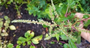 Vegetable amaranth flowers two weeks after blooming. Credit: Guodong Liu, UF/IFAS