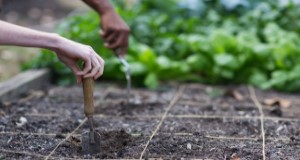 A garden bed with string marking rows for even planting. Credit: T. Jones, UF/IFAS