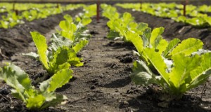 Rows of research lettuce at the EREC in Belle Glade. Photo taken 10-22-15 by Tyler Jones.