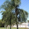 Queen palm, Syagrus romanzoffiana.