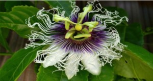 Flower morphology of passion fruit. Credits: Amir Rezazadeh, UF/IFAS