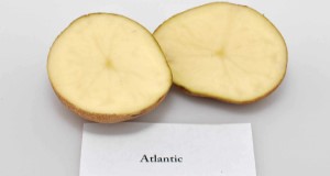 Typical internal flesh color of 'Atlantic'. Credit: Lincoln Zotarelli, UF/IFAS