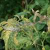 Tomato plant showing rolling and bronzing of leaves associated with GRSV infection.