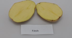 Internal flesh color of ‘Fabula’ potato variety. Credit: Lincoln Zotarelli, UF/IFAS