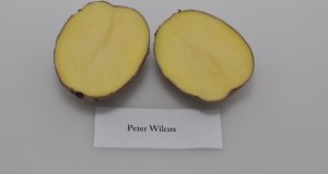 Typical tuber and internal flesh color of 'Peter Wilcox' potato variety. Credit: Lincoln Zotarelli, UF/IFAS