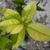 Iron deficiency symptoms in the young leaves of a citrus plant, which are colored light yellow.