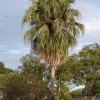 Chinese fan palm showing full round canopy of green leaves and retention of dead leaves below.