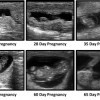 Ultrasound images of the bovine fetus at various stages of development