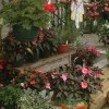 Nursery with potted flowers and benches.