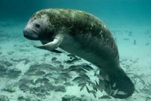 A manatee