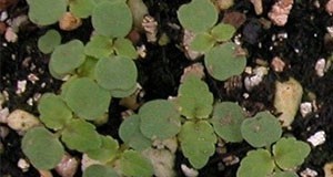 Mulberry weed seedlings.