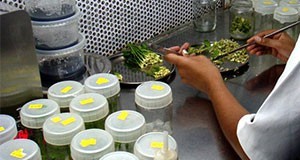 Plant tissue being placed into a sterile culture vessel.