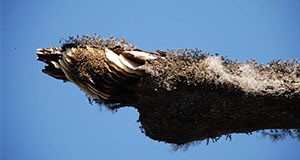 Exposed African bee nest on a tree limb