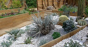 Raised beds separate the spikey plants from the pathway