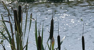 Pond surrounded by plants