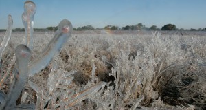 Cold protection at a private blueberry farm in Alachua County, Florida