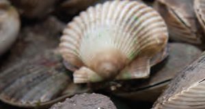 a close-up photo of a scallops in the shell